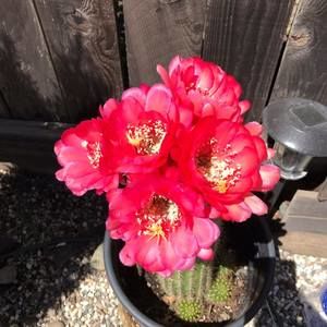 Meet your Posher, Phoebe